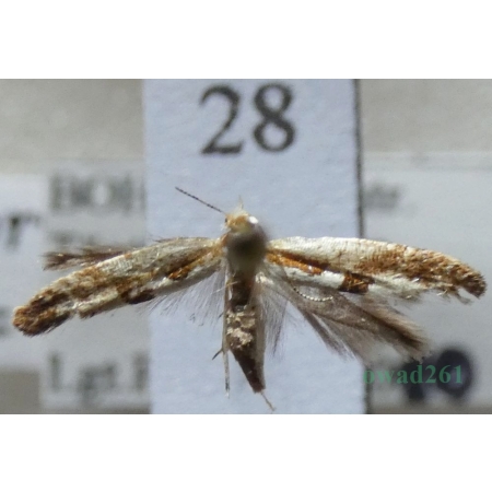 Argyresthia pruniella (Clerck, 1759) Liścinek sadowiaczek Czech28